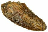 Serrated Raptor Tooth - Real Dinosaur Tooth #332876-1